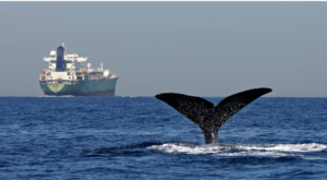 El problema invisible del océano: las ballenas pierden su voz por culpa del ruido